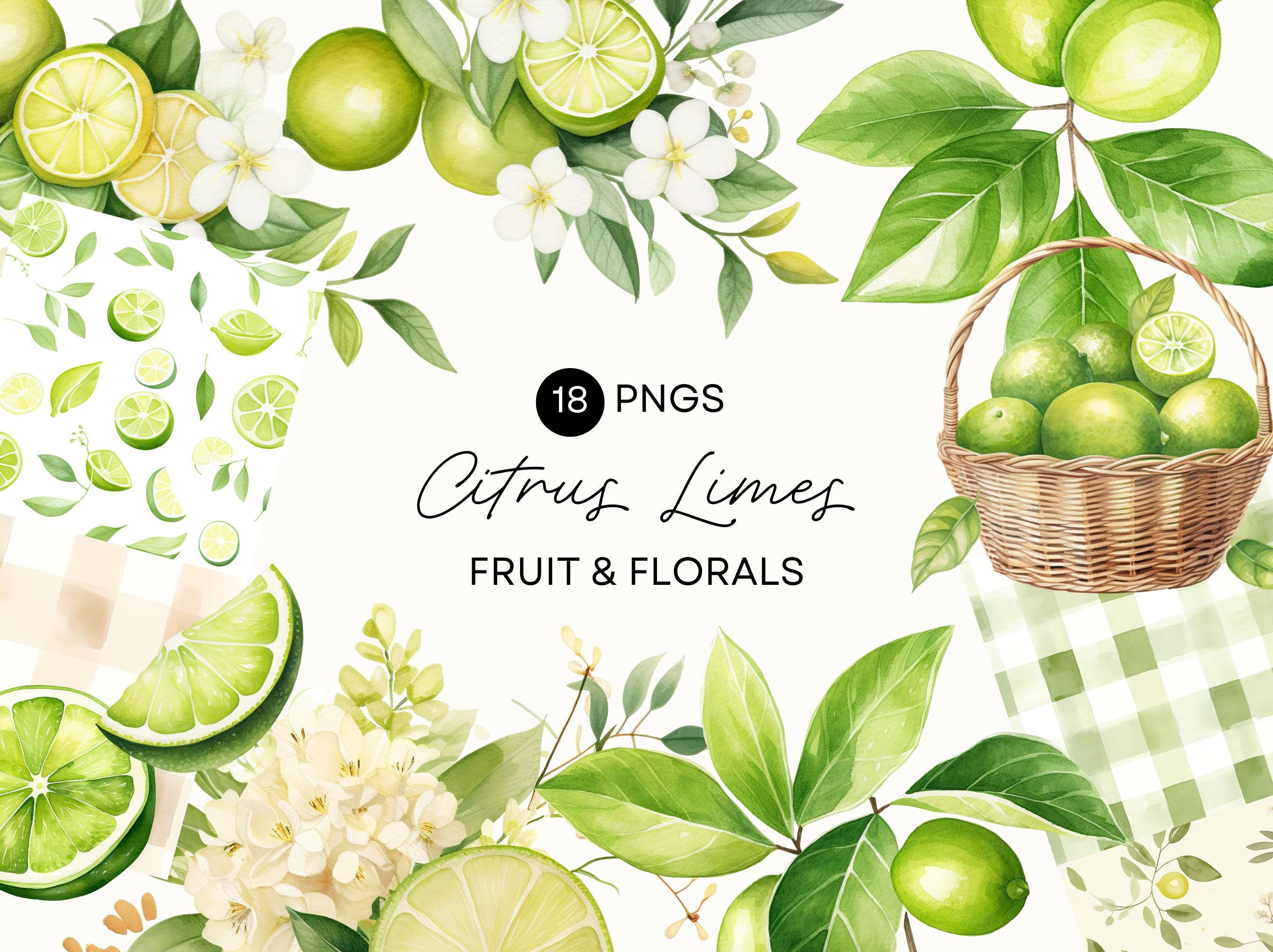 Makrut (Kaffir) Lime Leaf Powder - 0.88oz Organic Spice For Cambodian & Thai Cooking