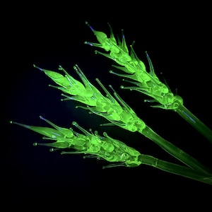 Peut inclure: Trois tiges de verre vert néon brillant en forme de blé ou de grain, présentant des segments pointus allongés et de fines pointes de verre délicates s'étendant vers l'extérieur depuis chaque tige centrale, sur un fond noir uni.