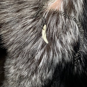Collar con diente de coyote auténtico
