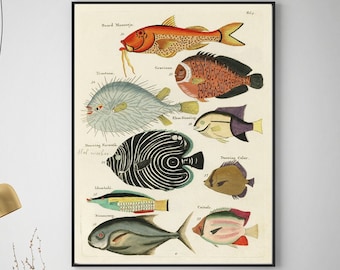 Fish poster - Louis Renard poster -  Colourful and surreal illustrations of fishes found in Indonesia and the East Indies - surreal fish -