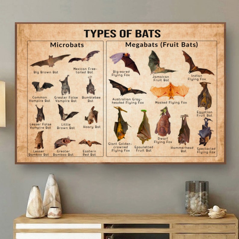 Types of bats poster America bats poster Bat knowledge Etsy