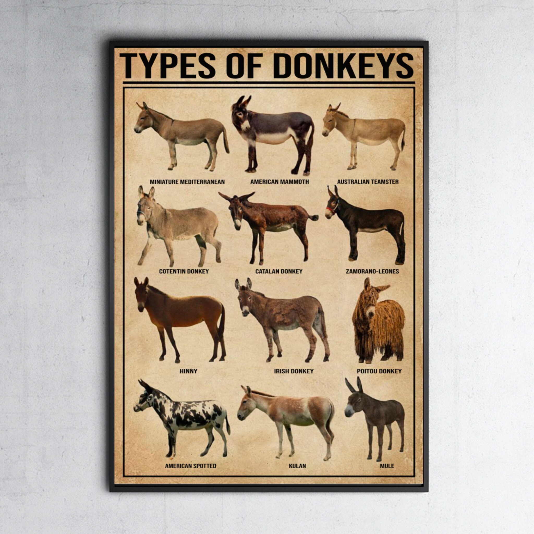 Types of donkeys poster Donkey knowledge poster Donkey Etsy