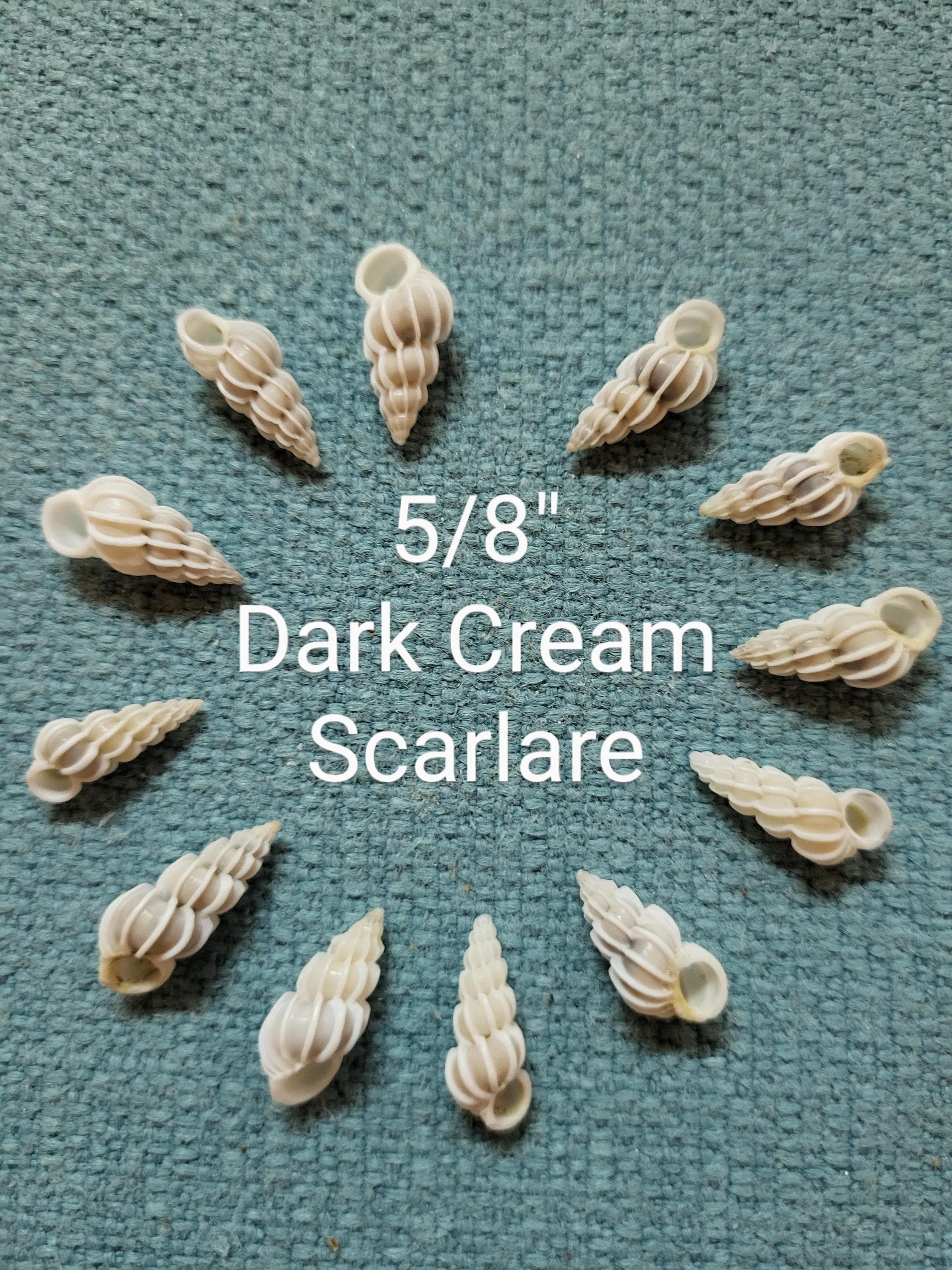 12 Wentletrap Seashells, Scalare Angulatum, Beach Decor Craft Shells - Etsy