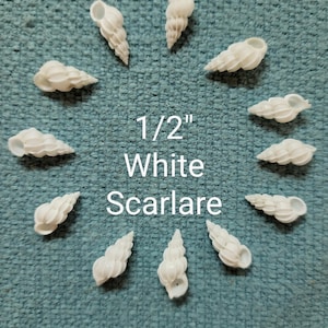 May include: A collection of eleven white, spiral-shaped Scarlae seashells, each approximately 1/2 inch in length, arranged in a circular pattern on a textured teal surface. The text "1/2" White Scarlare" is centered.