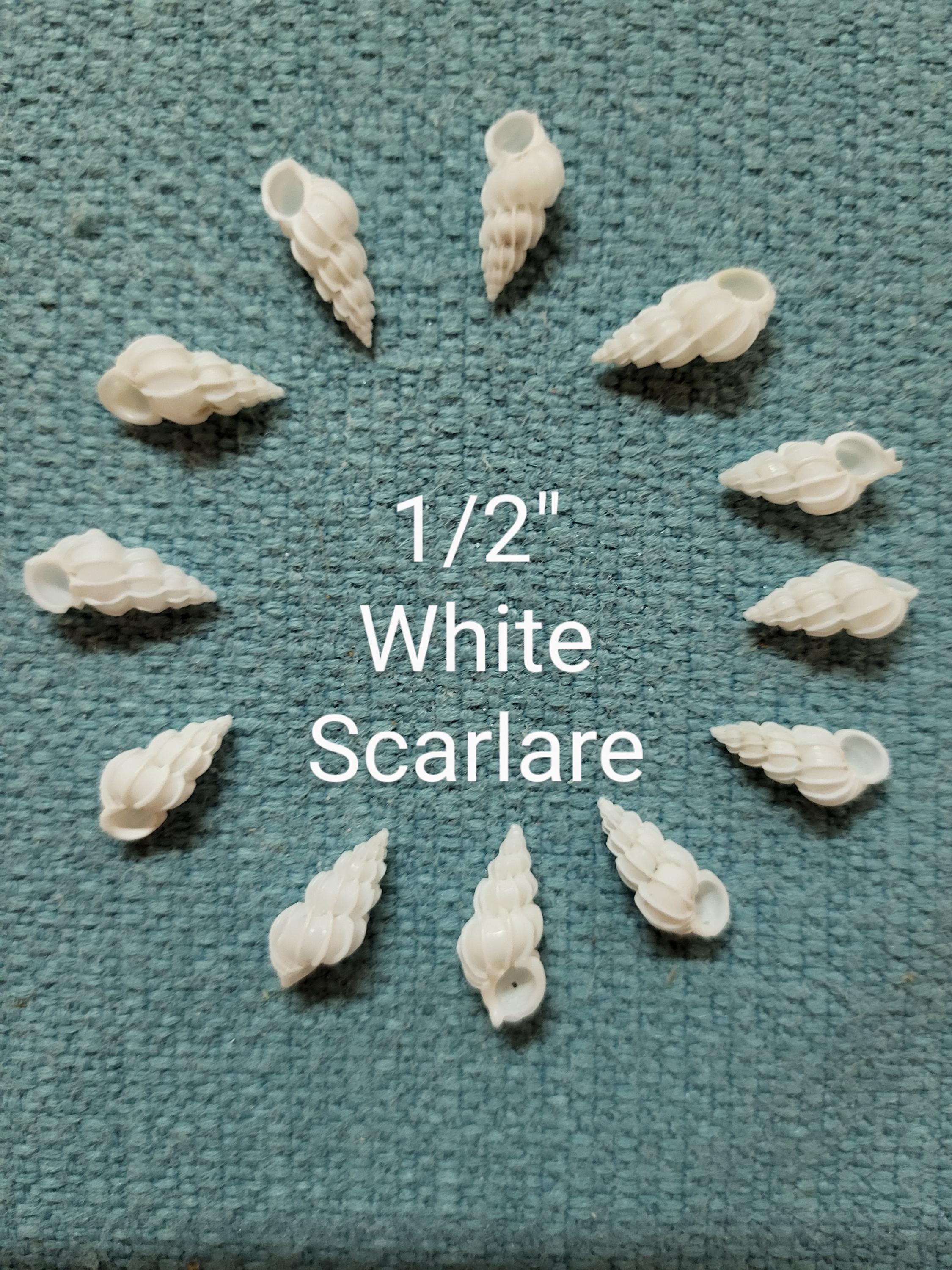 12 Wentletrap Seashells, Scalare Angulatum, Beach Decor Craft Shells - Etsy