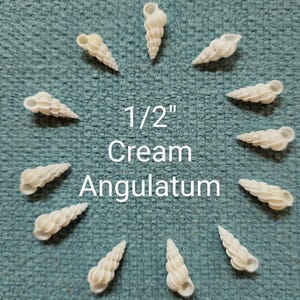 May include: Cream-colored Angulatum seashells, each approximately 0.5 inches in length, arranged in a circular pattern. The text "1/2" Cream Angulatum" is centered in the image. The shells are set against a textured teal background.