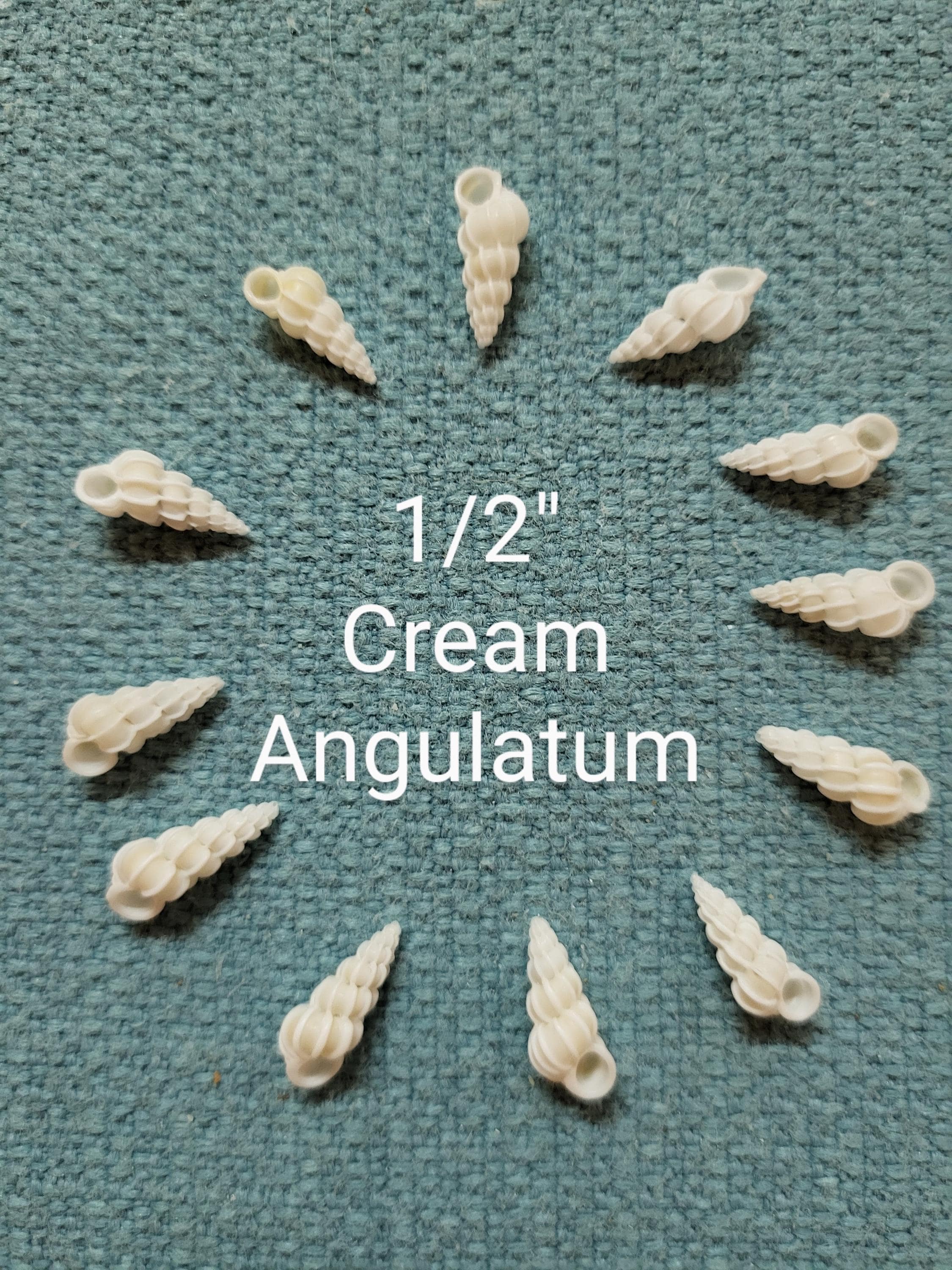 12 Wentletrap Seashells, Scalare Angulatum, Beach Decor Craft Shells - Etsy