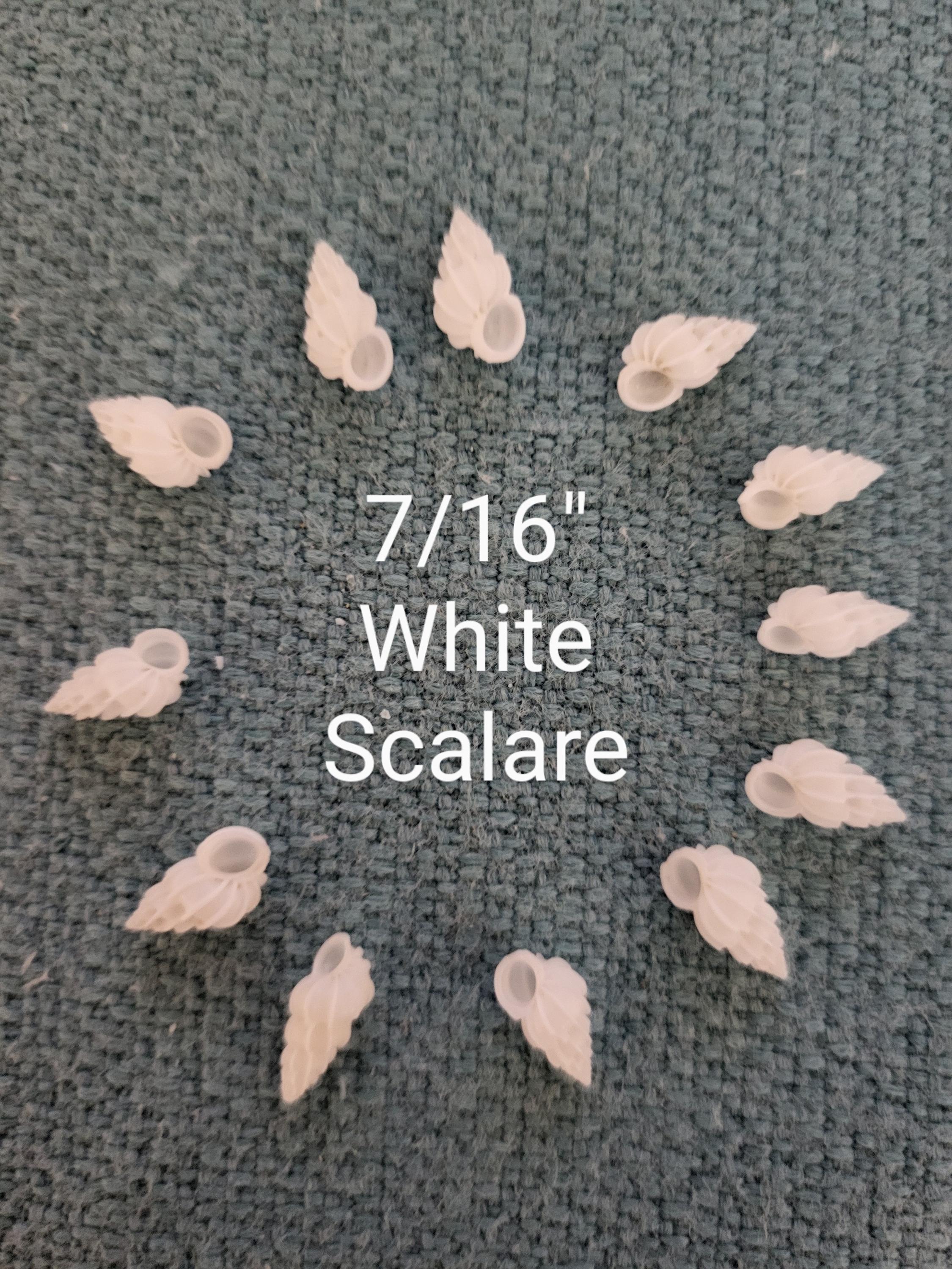 12 Wentletrap Seashells, Scalare Angulatum, Beach Decor Craft Shells - Etsy