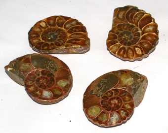 2 AAA Natural Ammonite Fossil Cabochons, Home Decor (48x35 MM)