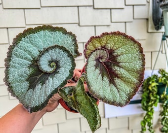 Begonia Rouge Variegated - Etsy