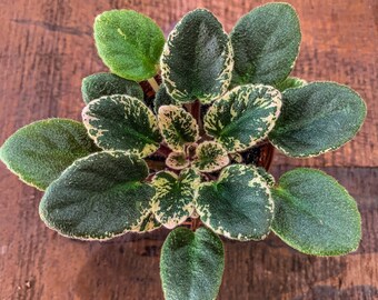 Mini African Violets Etsy