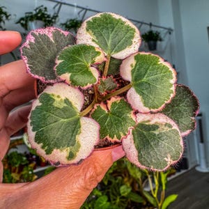 Begonia Strawberry Variegated