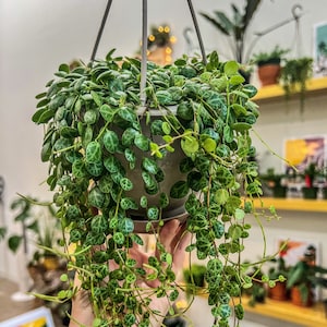 May include: A hanging potted plant with trailing vines and small, round, green leaves with darker green markings. The plant is in a gray pot suspended by metal wires. The background includes other plants and shelves.