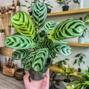 4&quot; Calathea &quot;Leopardina&quot;