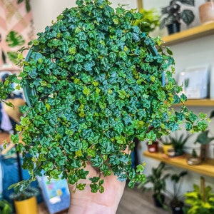 6” Ficus pumila &#39;Quercifolia&#39;, String of Frogs