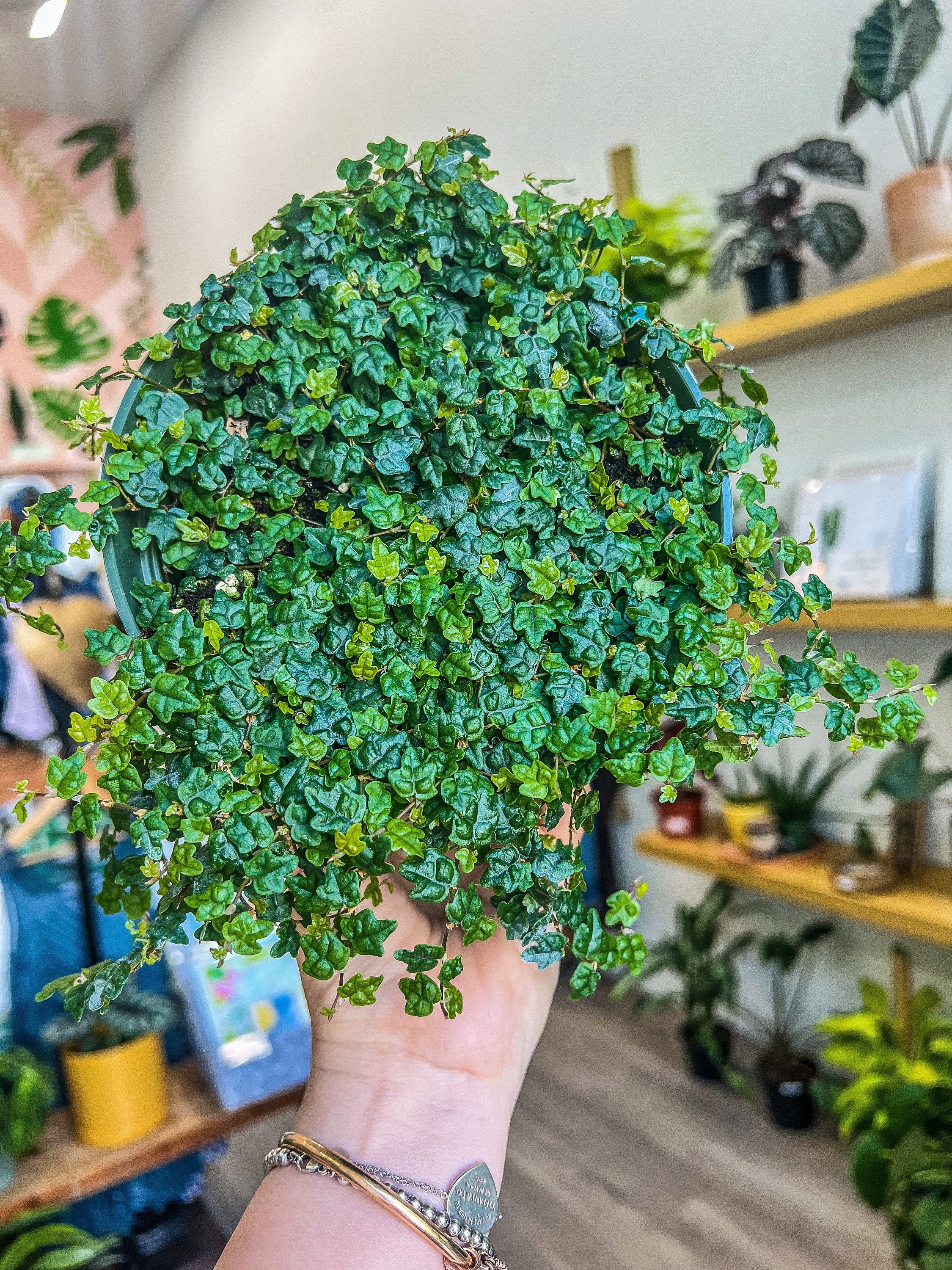 6” Ficus pumila 'Quercifolia', String of Frogs