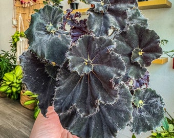 Begonia “Black Mamba” 4"