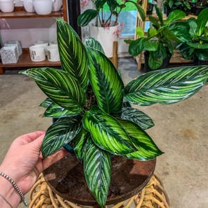 6&quot; Calathea “Beauty Star&quot;