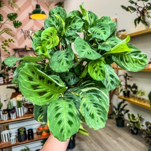 Maranta Beauty Kim / Variegated Maranta, 6&quot; Plant