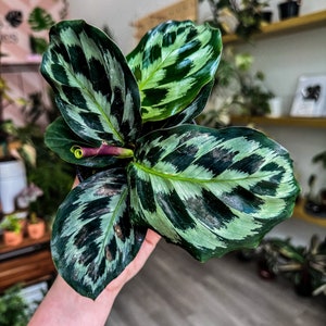 4&quot; Calathea &quot;Helen Kennedy&quot;