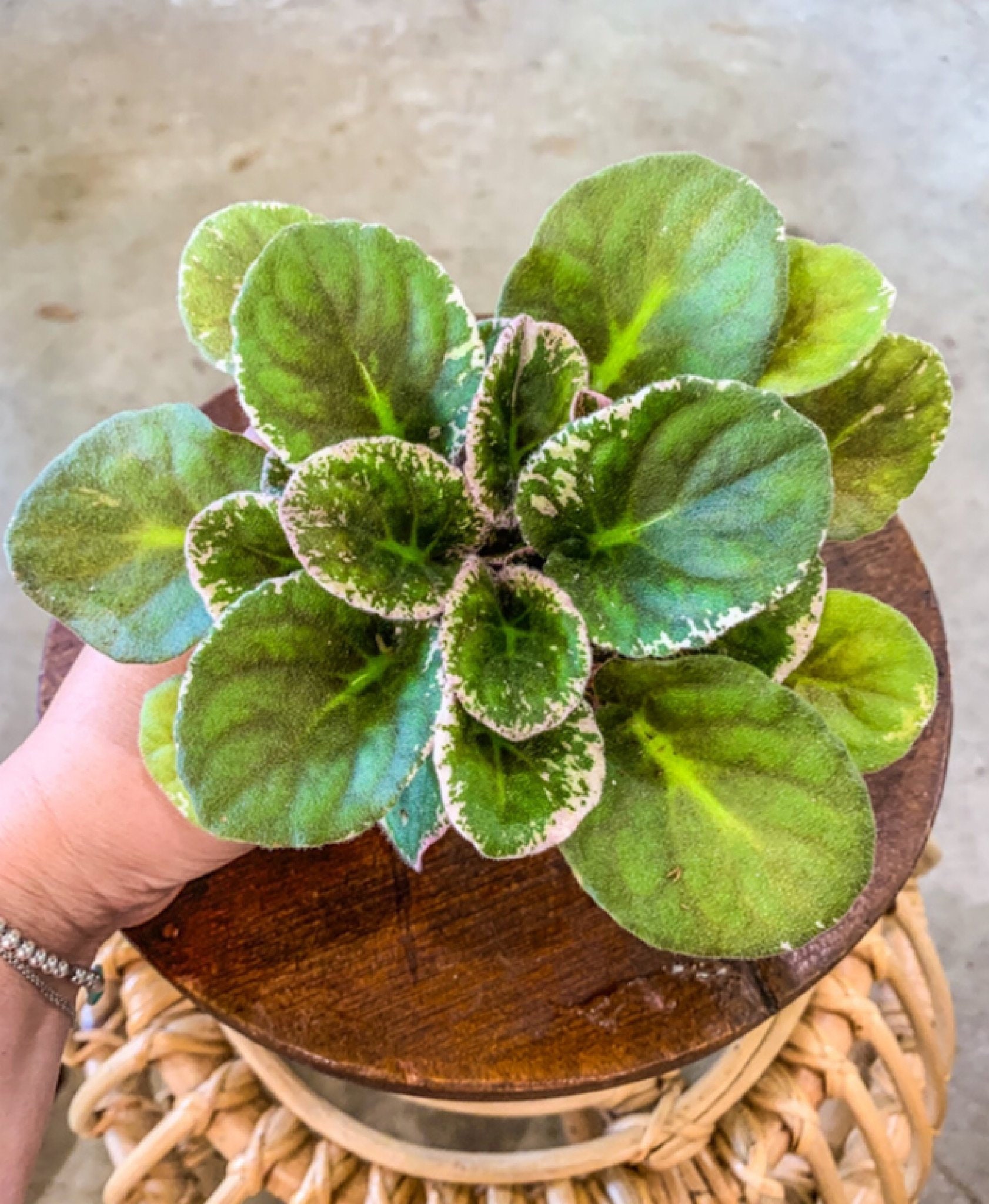 4 African Violet lyons Private Dancer Live Plant Etsy