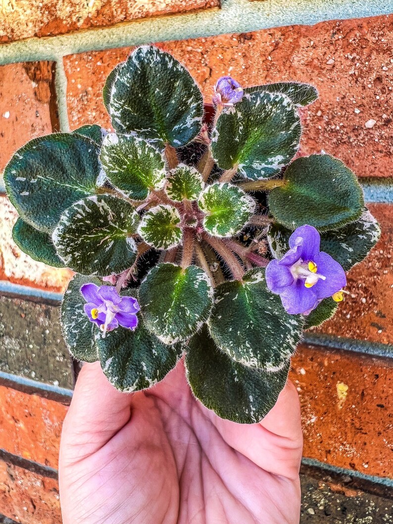 Mini African Violet cajuns Lil Love Etsy