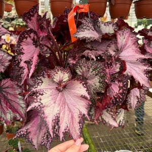 May include: A close-up of a hanging basket of Begonia plants. The leaves are large, with a mix of pink, white, and dark green colors. The leaves have a textured appearance with dark spots around the edges. Other potted plants are visible in the background.