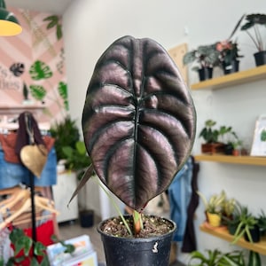 4” Alocasia Cuprea