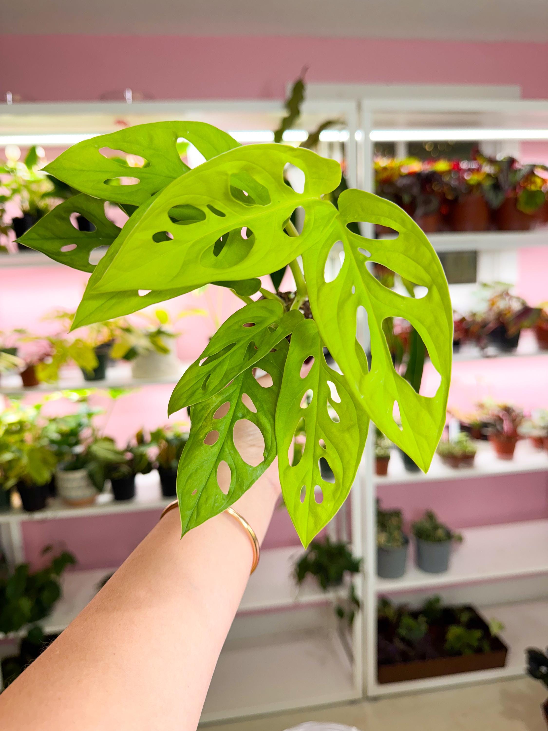 Monstera Adansonii - Etsy