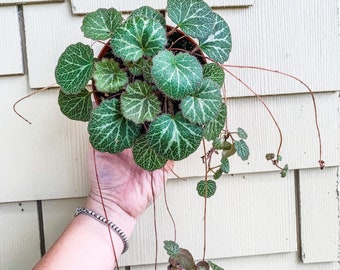 4" Begonia Strawberry