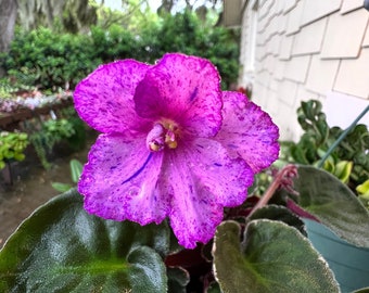 African Violet "Sergeant Pepper" Live Plant