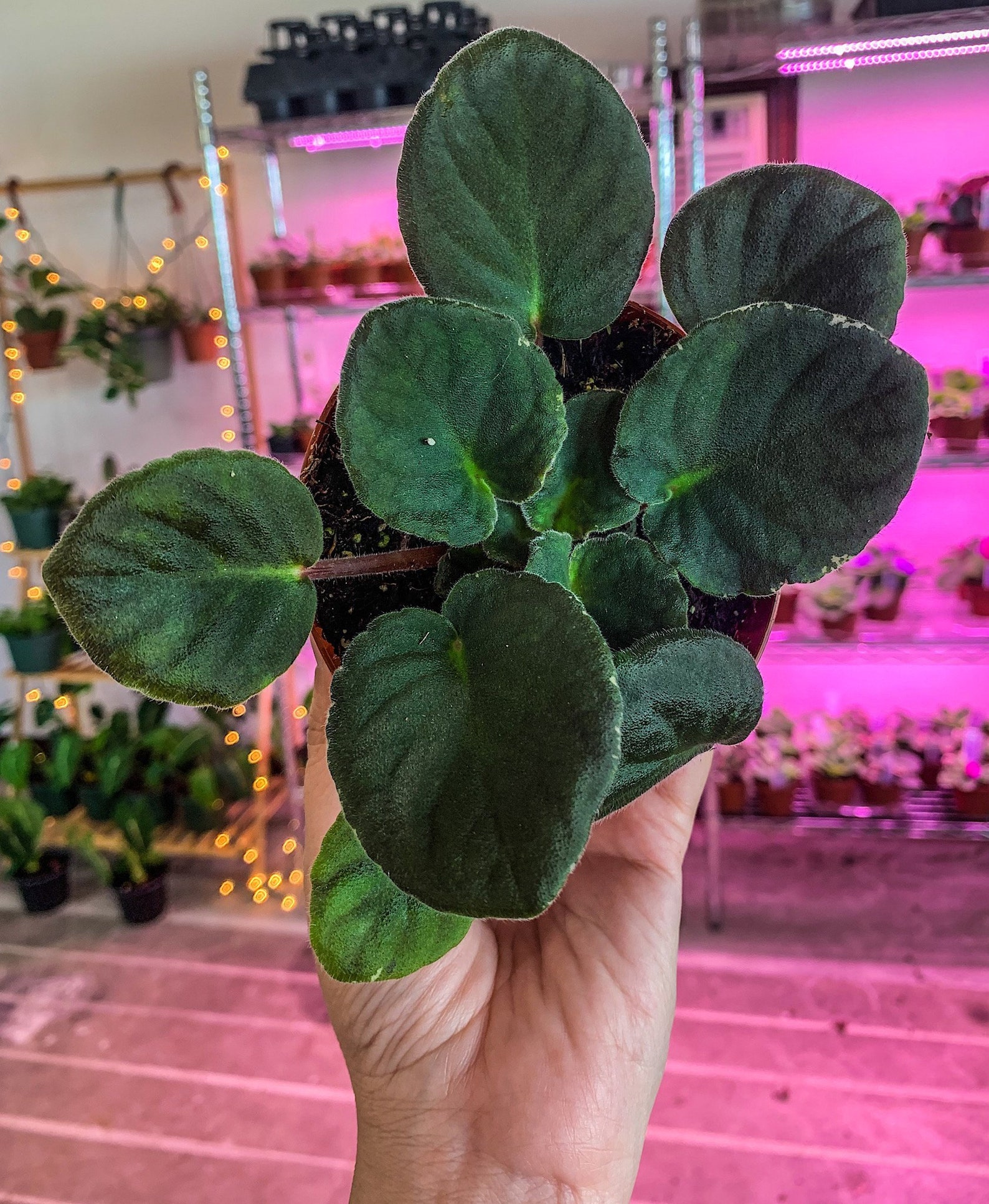 4 African Violet Cajuns Roses Anyone Etsy