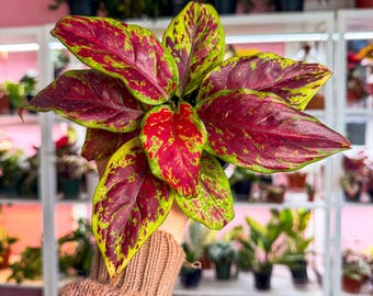 Aglaonema Black Maroon Rare Ornamental Plant - Etsy