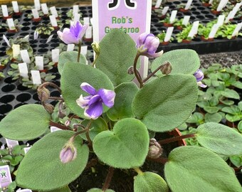 African Violet Rob’s - Etsy