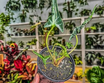 Alocasia Loco