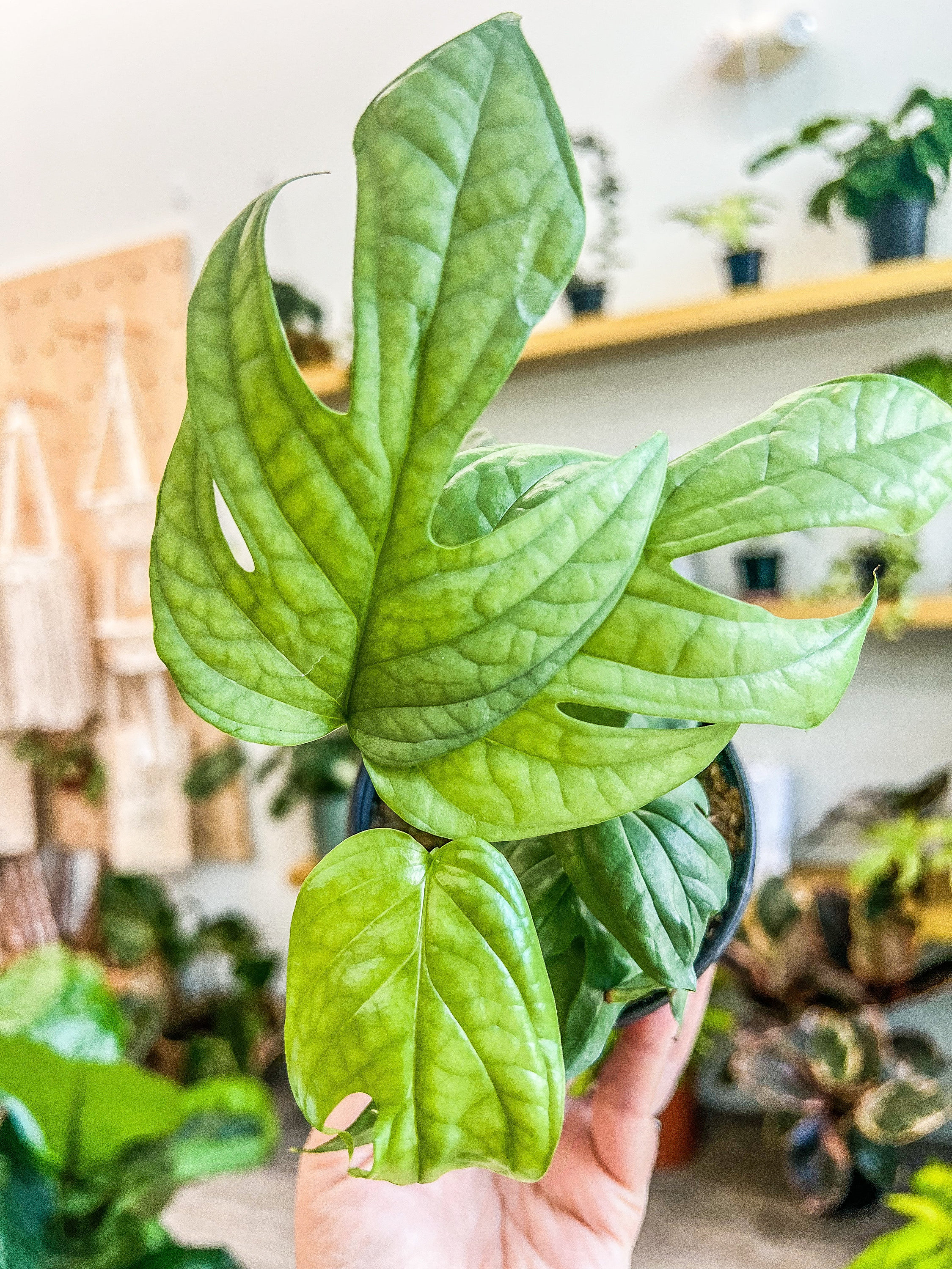 Monstera Amydrium Medium - Etsy
