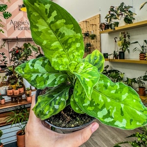Aglaonema Tricolor Pictum