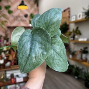 May include: Close-up of a Scindapsus pictus plant, also known as Satin Pothos, with large, heart-shaped leaves. The leaves are a muted green with silver variegation, creating a textured appearance. The plant is held up in front of a blurred background.