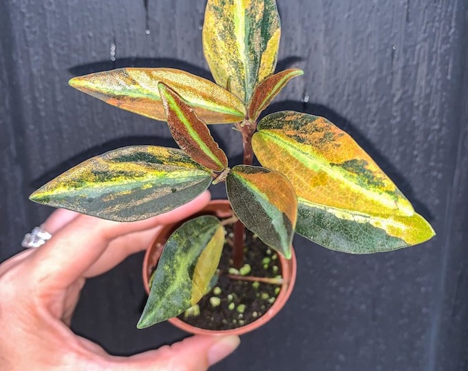 High Voltage Peperomia