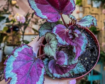 Begonia Thurstonii 4