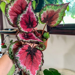 4&quot; Begonia Rex “ Harmony’s Bloody Valentine”