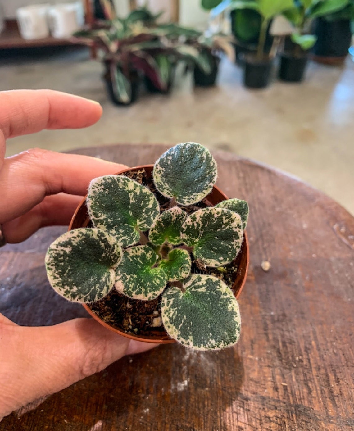 Mini African Violet cajuns Lil Love Etsy