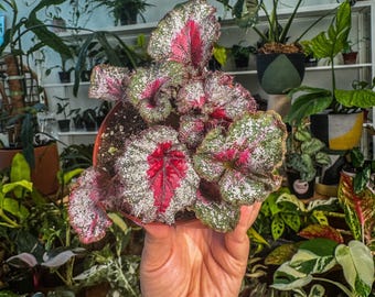 Begonia Rouge Variegated - Etsy