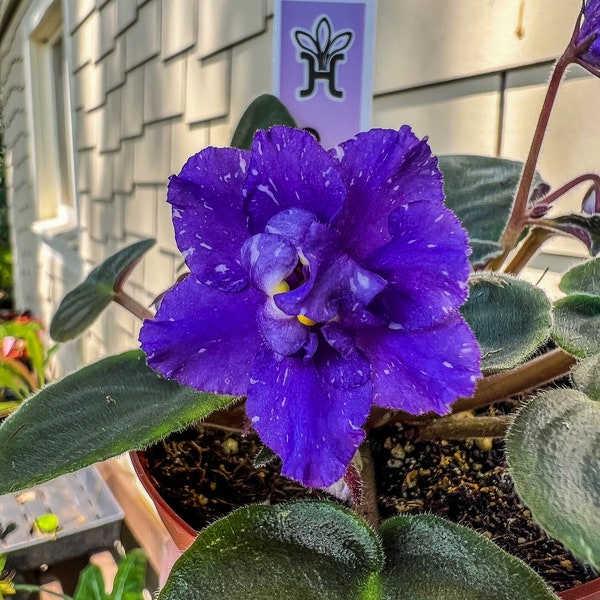 4"  African Violet "Sora Fuzzy Face"