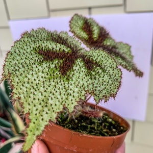 4&quot; tricolor Begonia