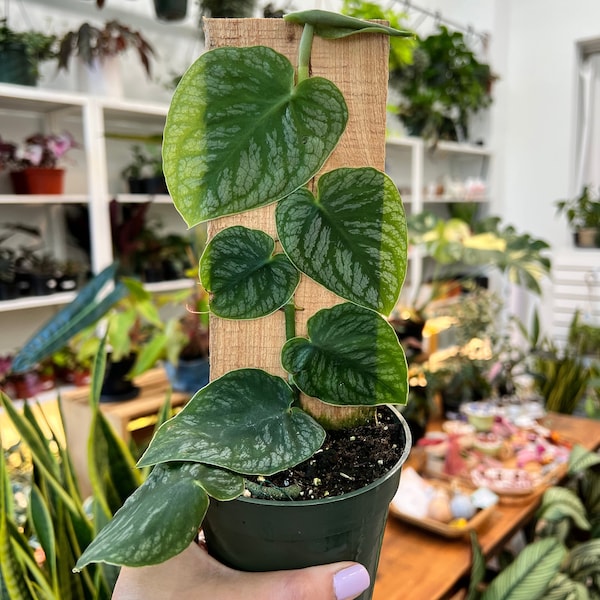 4" Monstera Dubia totem