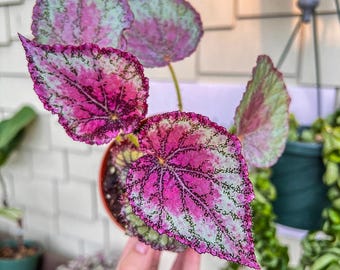 May include: A potted begonia plant featuring heart-shaped leaves with a vibrant pink center, a pale green border, and dark purple veining. The foliage has a textured, slightly ruffled edge and is displayed in a small, round brown plastic pot.