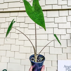 4" Alocasia Zebrina