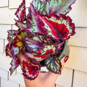 May include: A potted Rex Begonia plant with large, colorful leaves. The leaves display a vibrant mix of red, green, and purple hues, with a textured, ruffled edge. The plant is held in a green pot.