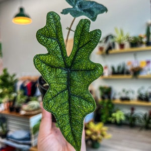 RARE Alocasia Jackelyn